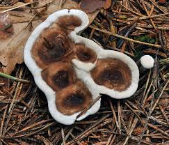 Attēlu rezultāti vaicājumam “Phellodon tomentosus”