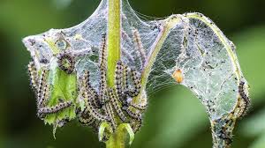 Attēlu rezultāti vaicājumam “Aglais urticae underside”