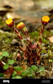 Attēlu rezultāti vaicājumam “Tussilago farfara bud”