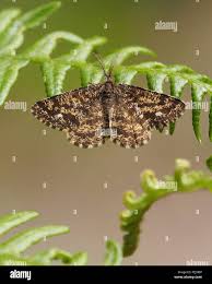 Attēlu rezultāti vaicājumam “Ematurga atomaria male”