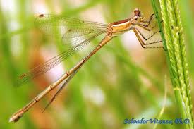 Attēlu rezultāti vaicājumam “Lestidae”