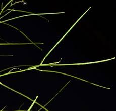 Attēlu rezultāti vaicājumam “Sisymbrium altissimum leaf”