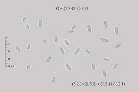 Attēlu rezultāti vaicājumam “Tilachlidium brachiatum”