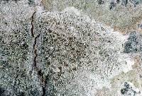 Attēlu rezultāti vaicājumam “Lecanora allophana”