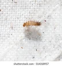 Attēlu rezultāti vaicājumam “Shargacucullia scrophulariae larva”