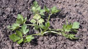 Attēlu rezultāti vaicājumam “Ranunculus repens leaf”