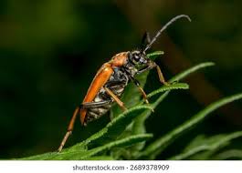 Attēlu rezultāti vaicājumam “Leptura rubra”