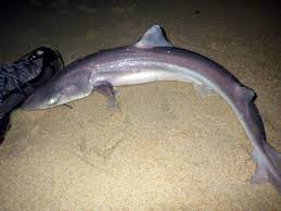 Image result for Squalus acanthias