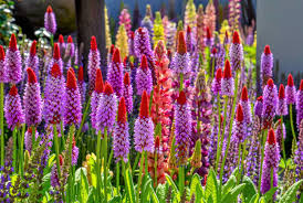 Attēlu rezultāti vaicājumam “Primula x margotae flower”