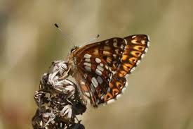 Attēlu rezultāti vaicājumam “Hamearis lucina”