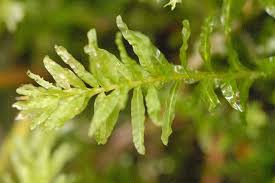 Attēlu rezultāti vaicājumam “Plagiomnium undulatum sporophyte”