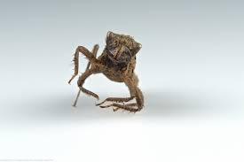 Attēlu rezultāti vaicājumam “exuvia”