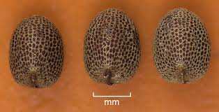 Attēlu rezultāti vaicājumam “Geranium dissectum fruit”