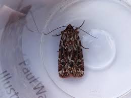 Attēlu rezultāti vaicājumam “Lycophotia porphyrea”