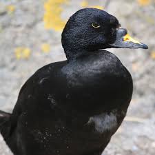 Attēlu rezultāti vaicājumam “Melanitta nigra male”