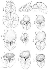 Attēlu rezultāti vaicājumam “Epipactis atrorubens bud”