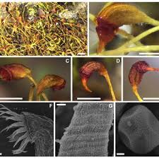 Attēlu rezultāti vaicājumam “Dicranella staphylina macro”