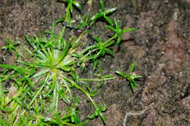 Attēlu rezultāti vaicājumam “Sagina procumbens flower”
