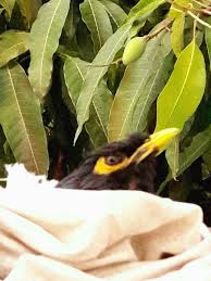 Image result for pheega