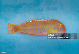 Image result for Xyrichtys novacula