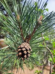 Attēlu rezultāti vaicājumam “Pinus sylvestris var. borussica”