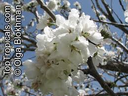 Attēlu rezultāti vaicājumam “Prunus avium flower”