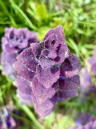 Attēlu rezultāti vaicājumam “Ajuga pyramidalis”