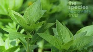 Attēlu rezultāti vaicājumam “Mercurialis perennis leaf”