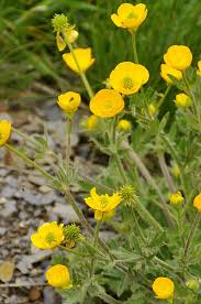 Attēlu rezultāti vaicājumam “Ranunculus bulbosus”