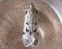 Attēlu rezultāti vaicājumam “Gelechia rhombella”