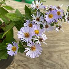 Attēlu rezultāti vaicājumam “Symphyotrichum x salignum”