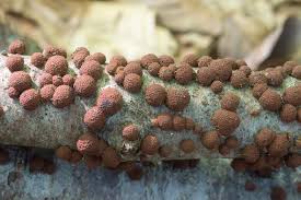 Attēlu rezultāti vaicājumam “Hypoxylon fragiforme / howeianum”