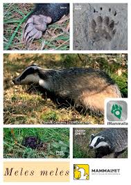 Attēlu rezultāti vaicājumam “Meles meles”