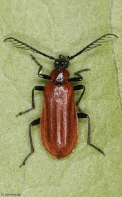 Attēlu rezultāti vaicājumam “Pyrochroidae larva”