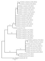 Attēlu rezultāti vaicājumam “Schistidium robustum”