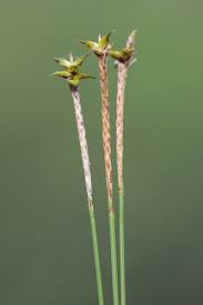 Attēlu rezultāti vaicājumam “Carex elongata”