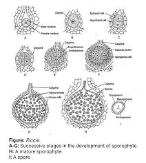 Attēlu rezultāti vaicājumam “Riccia”