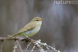 Attēlu rezultāti vaicājumam “Phylloscopus trochiloides”