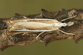 Attēlu rezultāti vaicājumam “Catoptria margaritella”