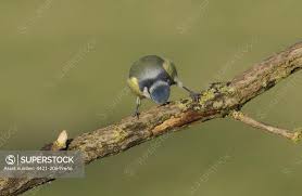 Attēlu rezultāti vaicājumam “Cyanistes caeruleus adult”