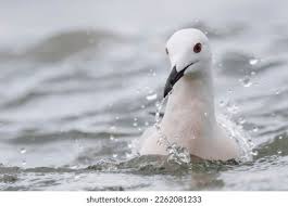 Image result for Chroicocephalus genei