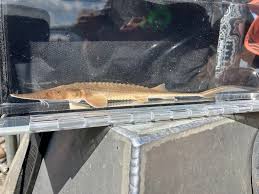 Image result for Scaphirhynchus platorynchus