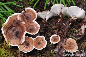 Attēlu rezultāti vaicājumam “Phellodon melaleucus”