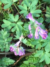 Attēlu rezultāti vaicājumam “Corydalis intermedia leaf”