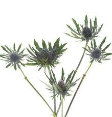 Attēlu rezultāti vaicājumam “Eryngium maritimum bud”