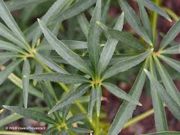 Image result for Helleborus foetidus