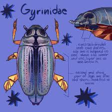 Attēlu rezultāti vaicājumam “Gyrinidae”