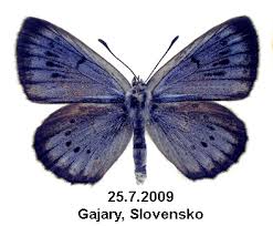 Attēlu rezultāti vaicājumam “Maculinea teleius”