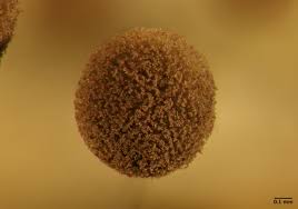 Attēlu rezultāti vaicājumam “Comatricha sp.”