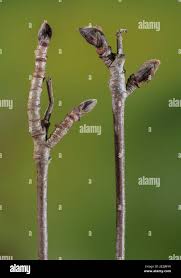 Attēlu rezultāti vaicājumam “Sorbus aucuparia bud”